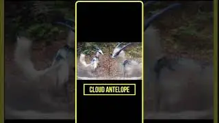 Unique Animals You Won&rsquo;t Believe Exist (CLOUD ANTELOPE) #shorts