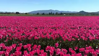 Tulip Festival 2025 - Skagit County, WA
