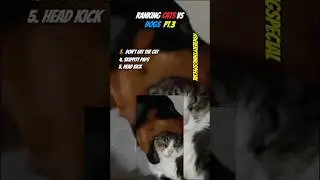 Ranking Cats Vs Dogs Pt.3 #fyp #cats #dogs #funny #everythingspecial #animals #shorts