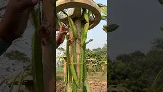 Amazing Dragon Fruit Farming   #organic #business #startup  #farming #aatmanirbharbharat