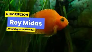 Descripcion completa de pez Rey midas, nombre cientifico Amphilophus citrinellus, #reymidas #fish