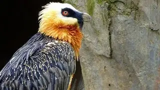 The Bearded Lady on Her Journey to Save an Endangered Species