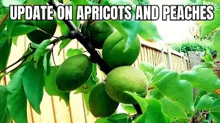 UPDATE ON PEACH,APRICOT,NECTARINE, CHERRY TREE AND BLOOD ORANGE TREE