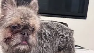 Floodle French bulldog gen 