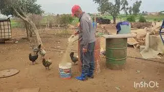 شاركت معاكم تغدية الدجاج في البادية 🐓الرفيسة بالدجاج البلدي على العواد