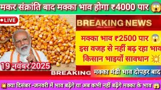Maize prices surpass ₹2500 😱 November 19, 2025 | Why aren't prices rising? December and January w...