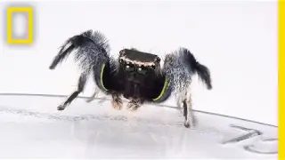 For Jumping Spiders, Choosing the Wrong Mate Turns Deadly | National Geographic