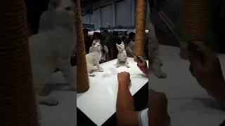 เเมว งาน Pet Expo 2022