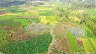 Indonesia Nature - Rice field Central Java Drone View 4k Relaxing Video