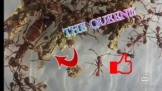 Army Ant Queen Neivamyrmex sp.