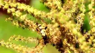 Naturbeobachtung Gefleckter Schmalbock(Rutpela maculata(Poda 1761))