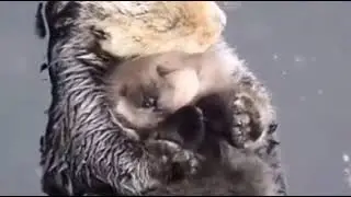Animales tiernos🐹