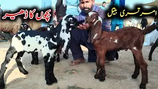 Amrtsari Beetal Sasty Bacho Ka Dhair #goatfarming #goatkids #beetalgoatkids