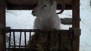 Dall sheep at the AK zoo