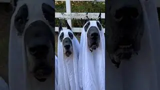 How did we do?! 👻 #rescuedog #fosterdog #ghost #puppy #dogsofyoutube #halloween #thegoodhype