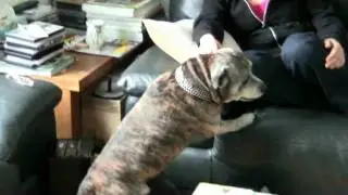 random blog - the real watchdogcentral  cats and dogs special