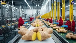Inside a Modern Ginger Factory: From Raw Ginger to Organic Ginger Oil Full Process #insidethefactory