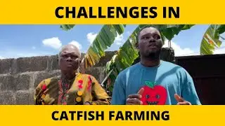 Catfish Farmers share their first major challenge in the business