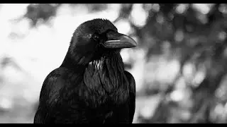 A L L O V E R - The Ballad of a Raven [OFFICIAL LYRIC VIDEO]