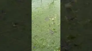 so very dangerous fish