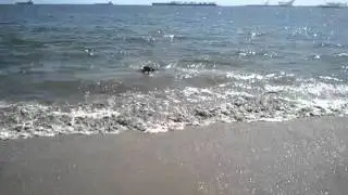Thor swimming at the beach