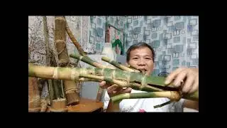 Khasiat Bambu Ruas Pendek + Combong tidak Tembus