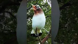 Chim hoạ mi đột biến