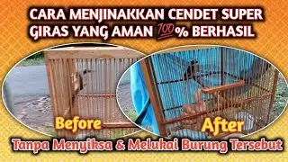 Cara Menjinakkan Burung Cendet Muda Hutan, Cara Menjinakkan Burung Cendet Yang Giras, Cendet Mh
