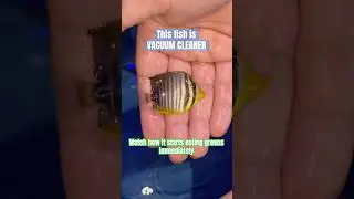 Meet My Cool New Fish &ndash; Sailfin Tang! #coolfish #fish #fishtank
