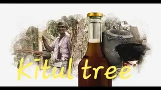 Kitul tree