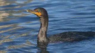 This Bird Can Swim FAST!