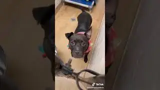 Cutest💕💕 puppys❤ looking for home #adoptapuppy #dogshelter #fosterpuppy #adoptdog #short