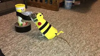 My pet rat Espresso doing tricks in her Pikachu costume!