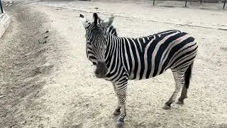 Zebra in Swat Zoo 
