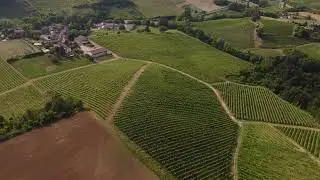 Guerci Vini - Vigneti