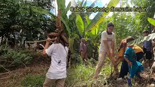 Hasil panen singkong di kebun 'Om Dk' | Happy, harvesting cassava in the garden together