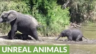 Baby elephant struggles to cross river, is encouraged by mom