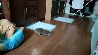 чорки Жорику 1 месяц)