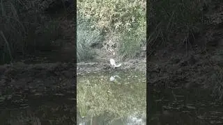 #viral #shorts #nature 🪿 #india #love #song #travel ##16pro #trending #fish #photography #ytshorts