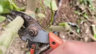 Cultivo de berenjenas, como conservar la planta dos años.