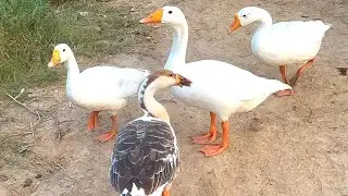 Big Ducks Spotted in the Forest | Ducks Discovered in the Woods | Ducks Wander the Forest #duck