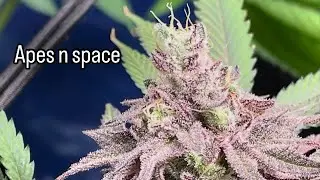Seedling tent update, discussion, & CLOSE UP FLOWER VIDEO WEEK 9 DAY 58!!