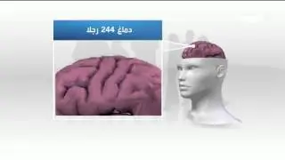 دراسة: التدخين يؤثر على وظائف الدماغ