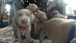 Weimaraner puppies four weeks old. Cutest puppy video EVER!!!