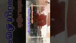 pudukkottai status, புதுகை திருவப்பூர் திருவிழா TN 55 🌺🌸💐🙏🙏🙏🙏🔥🔥🔥