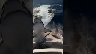 Intense Shark Attack Strikes Luxury Yacht at South Beach, USA | Ocean Adventure