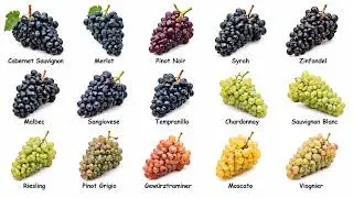 Every Popular Wine Varietal Explained in 24 Min.