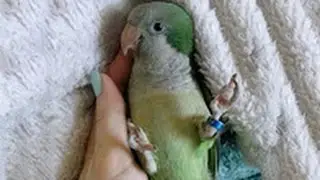 First aid in case of parrot injuries (English dubbing)