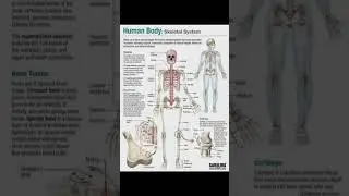 Human Systems #class12 #bsc #msc #msc2023 #zoology
