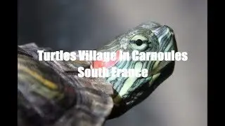 Turtles Village In Carnoules-France